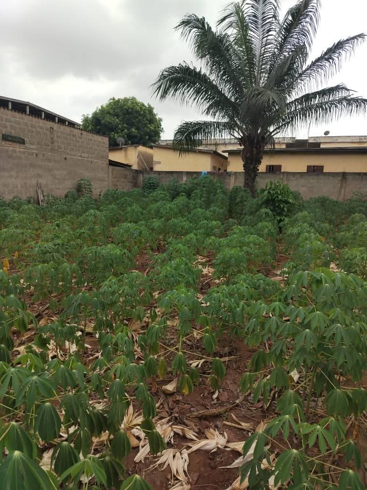 Terrain en vente a Lomé adidogomé IPG